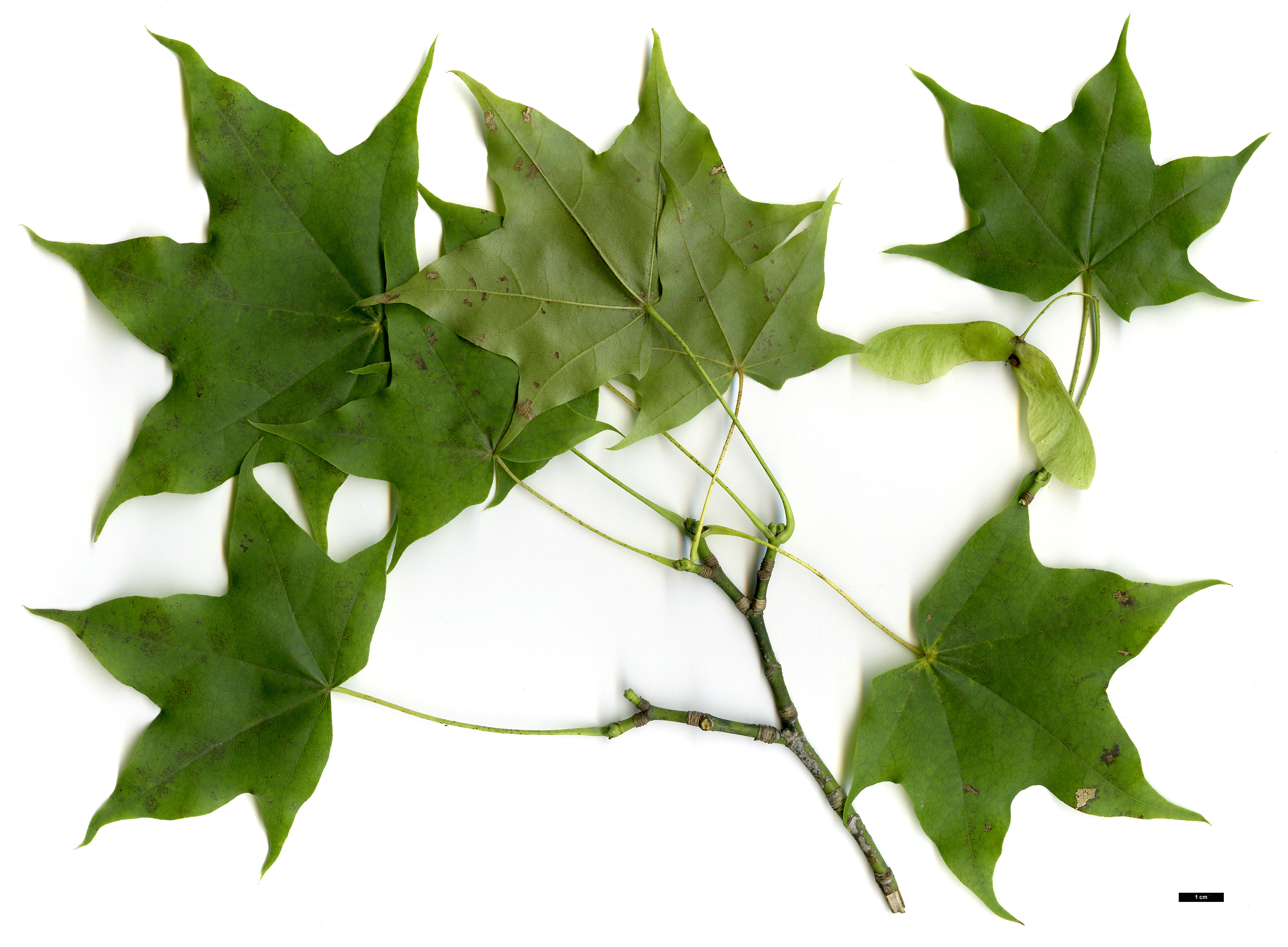 High resolution image: Family: Sapindaceae - Genus: Acer - Taxon: amplum × A.cappadocicum